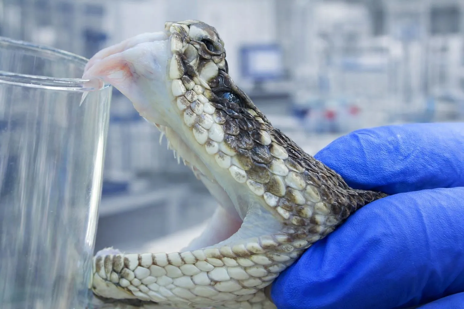 Investigador del CNAV trabajando en el laboratorio de venenos